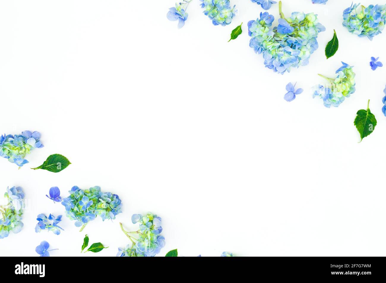 Floral frame of blue flowers and leaves on white background. Flat lay ...