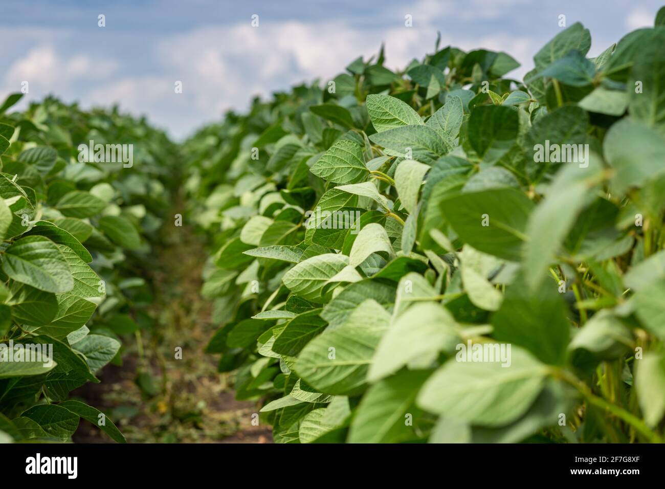 Soybean field blossom hires stock photography and images Alamy