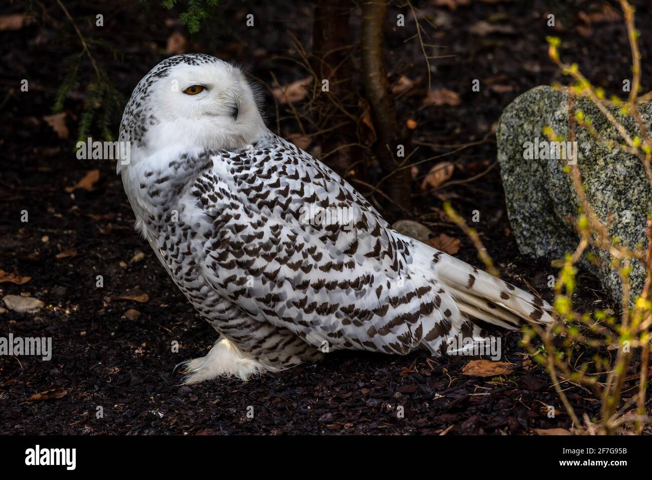 The Snowy Owl, Bubo scandiacus is a large, white owl of the typical owl ...