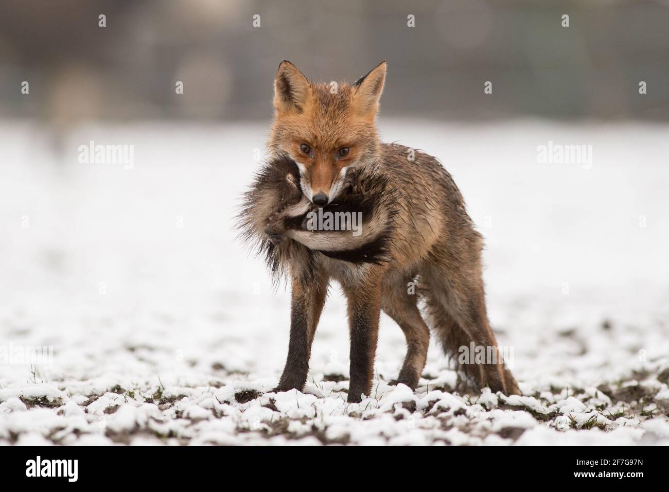 A fox stands rooted to the spot, holding a badger head it has scavenged between its jaws. PAYS DE GEX, FRANCE: THE BIZARRE moment a fox appeared with Stock Photo