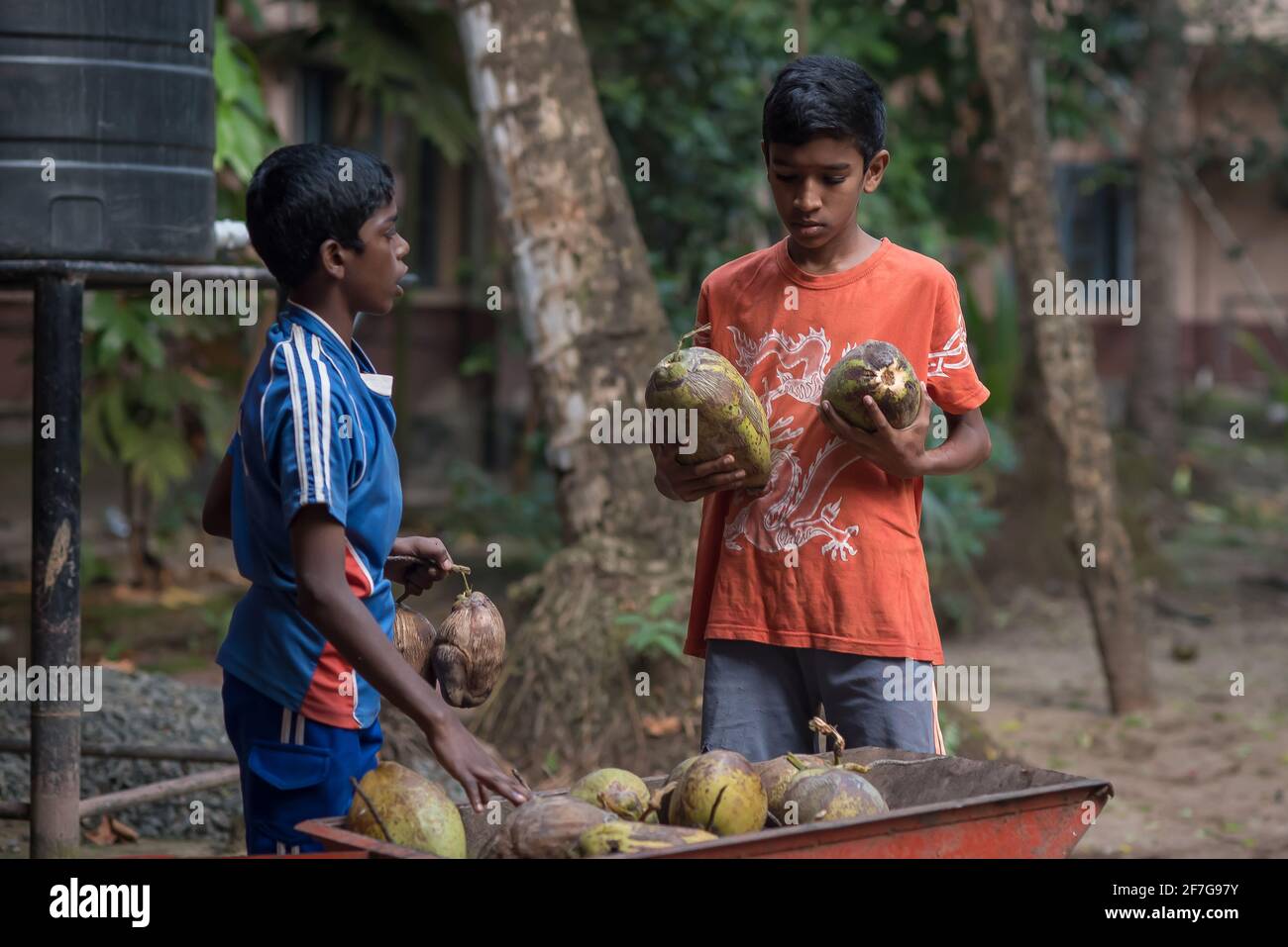 Varanasi, India. 10-16-2019. two male adolescents collecting coconuts from the school premises as part of their responsibilities. Stock Photo