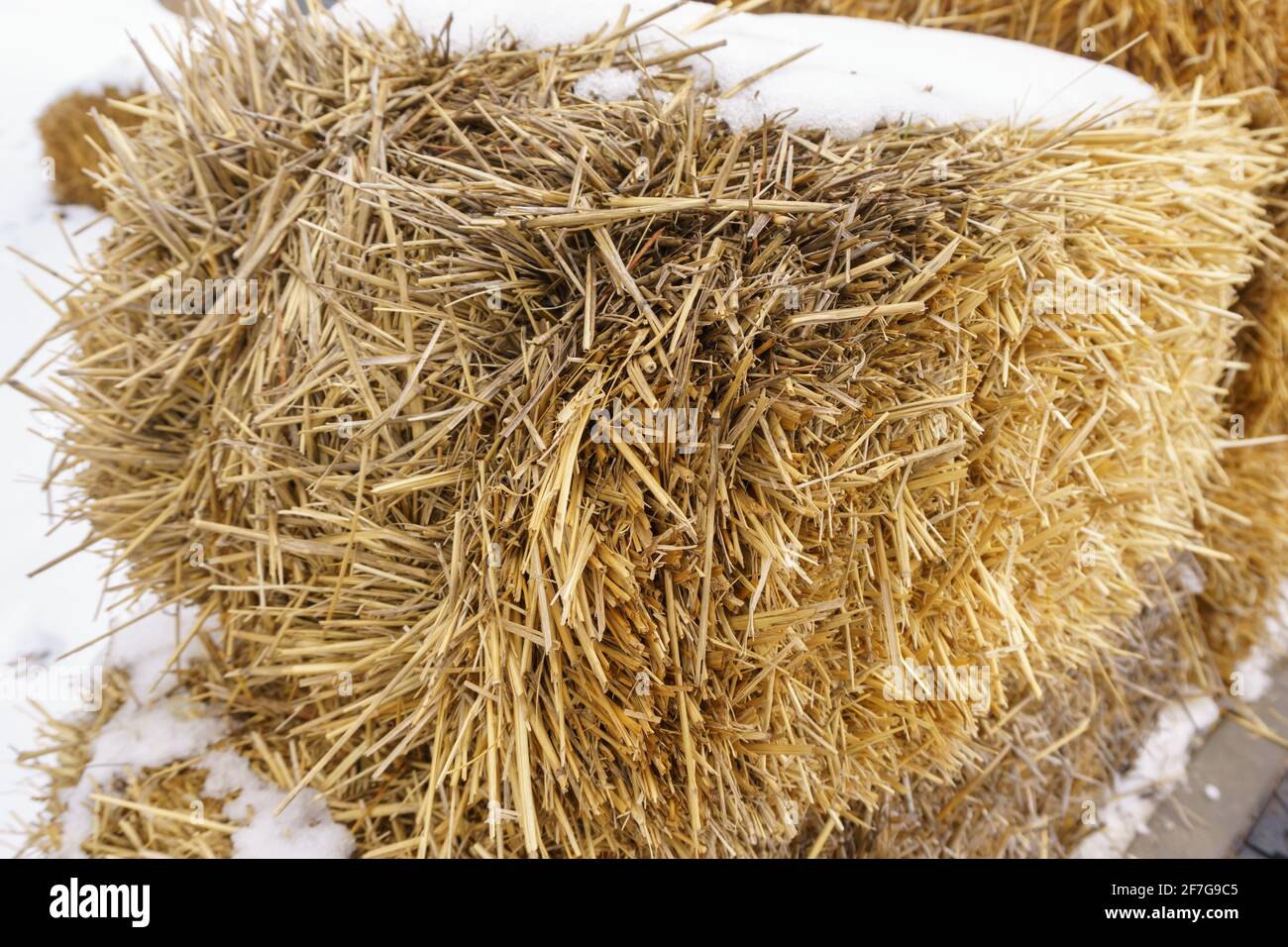 Fragment of a dry haystack close-up. The texture of hay. Stock Photo