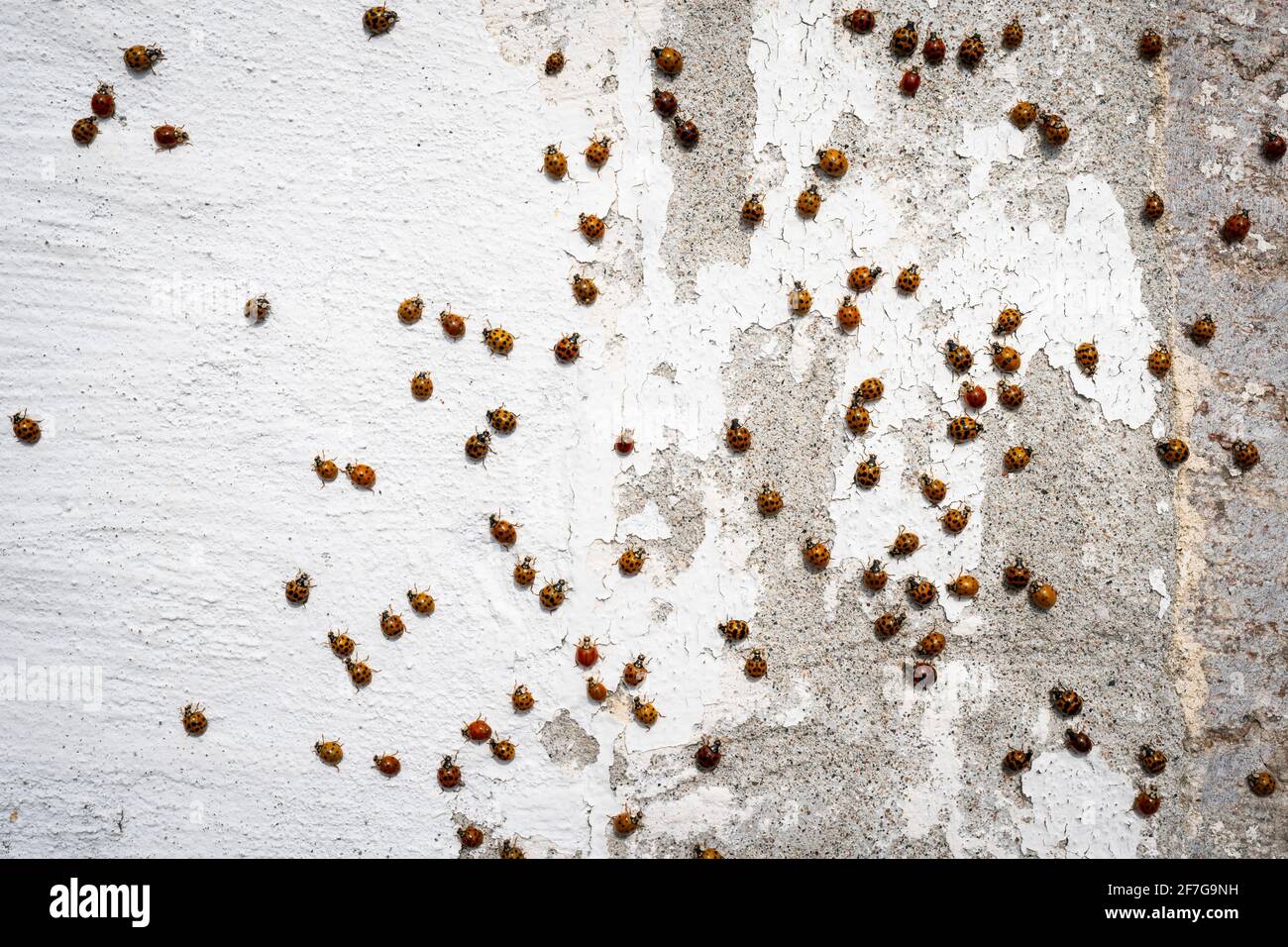 Asian Ladybeetles congregating in large numbers in autumn. Stock Photo