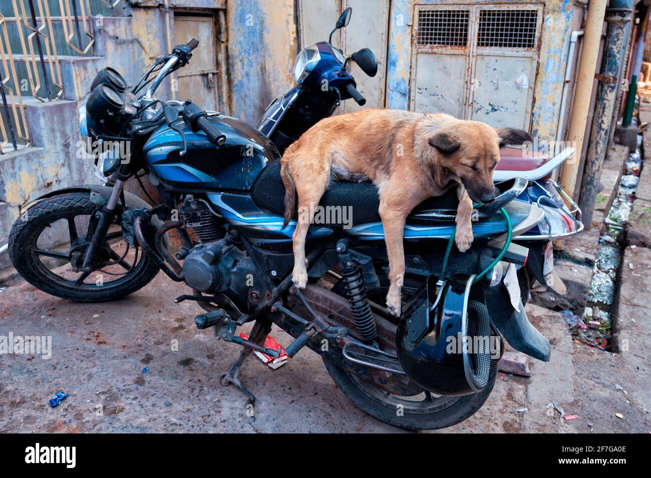 Dog sleeping on motorcycle in indian street Stock Photo
