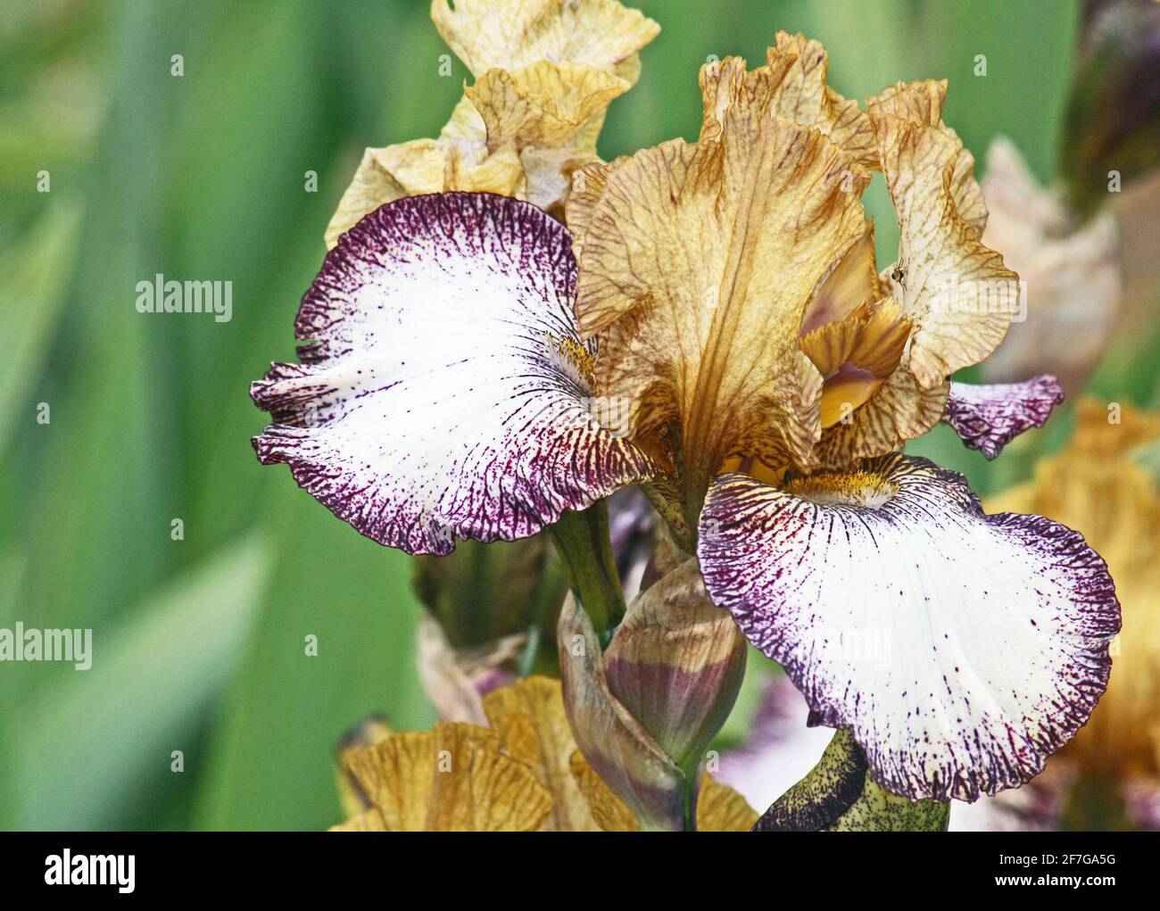 Iris in 3 colors Stock Photo