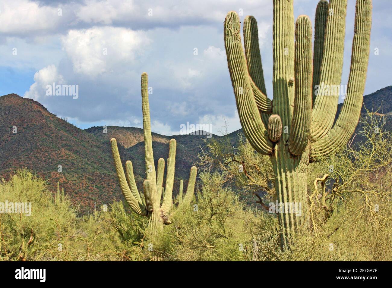 Cactus saguaro, Arizona Stock Photo