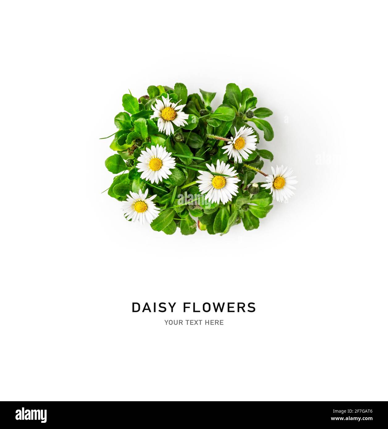 Daisy flower creative composition. White bellis perennis flowers with leaves isolated on white background. Floral arrangement, design element. Springt Stock Photo