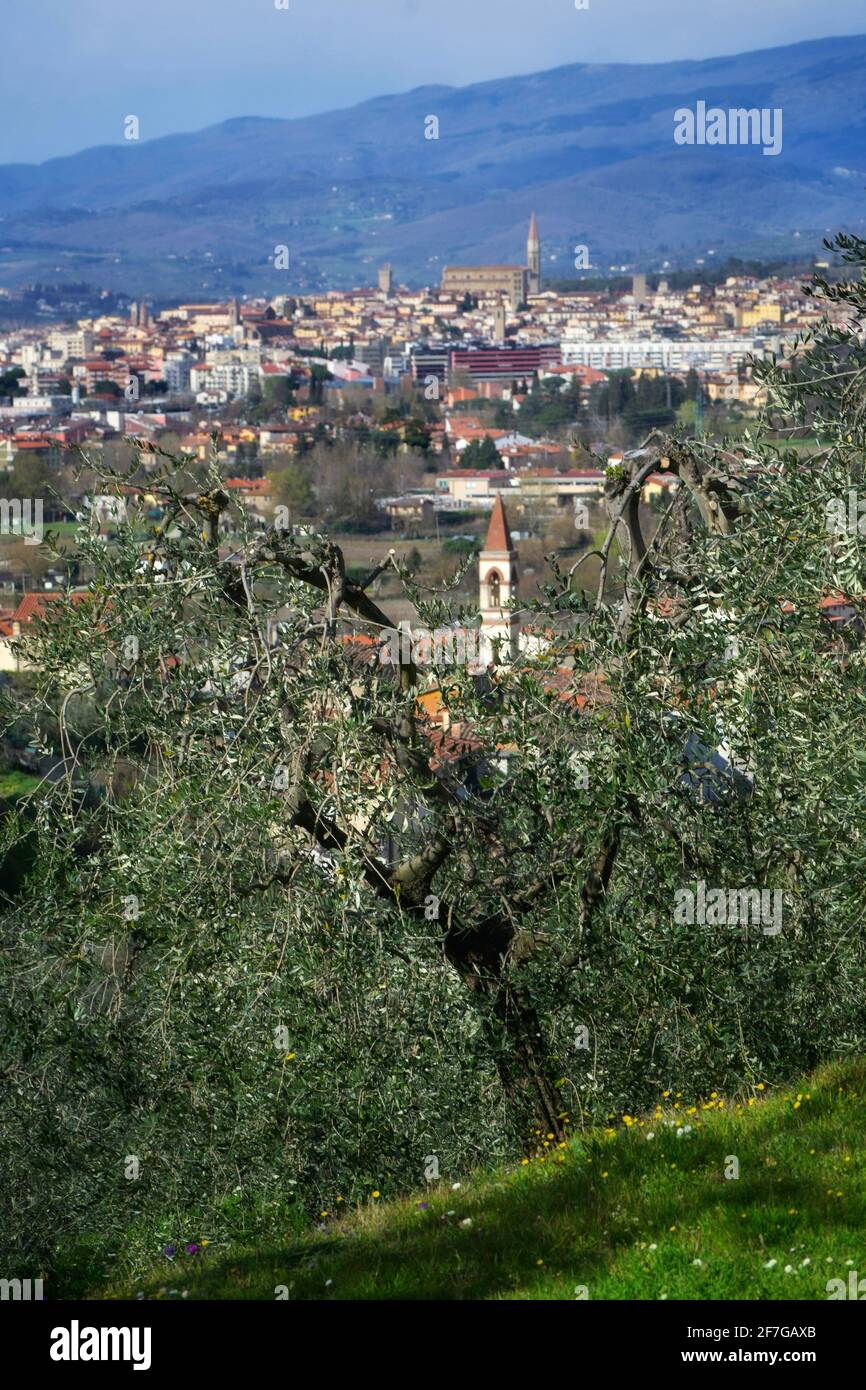 olive grove in Tuscan countryside with Arezzo city on the backgroundon early springtime Stock Photo