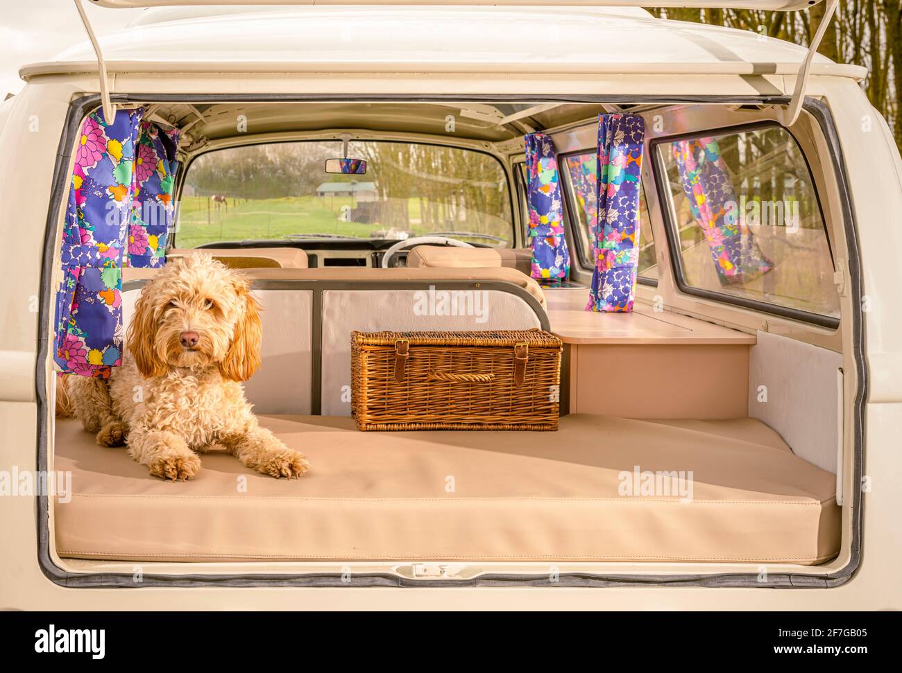 Cockapoo dog sitting in open back of VW campervan Stock Photo