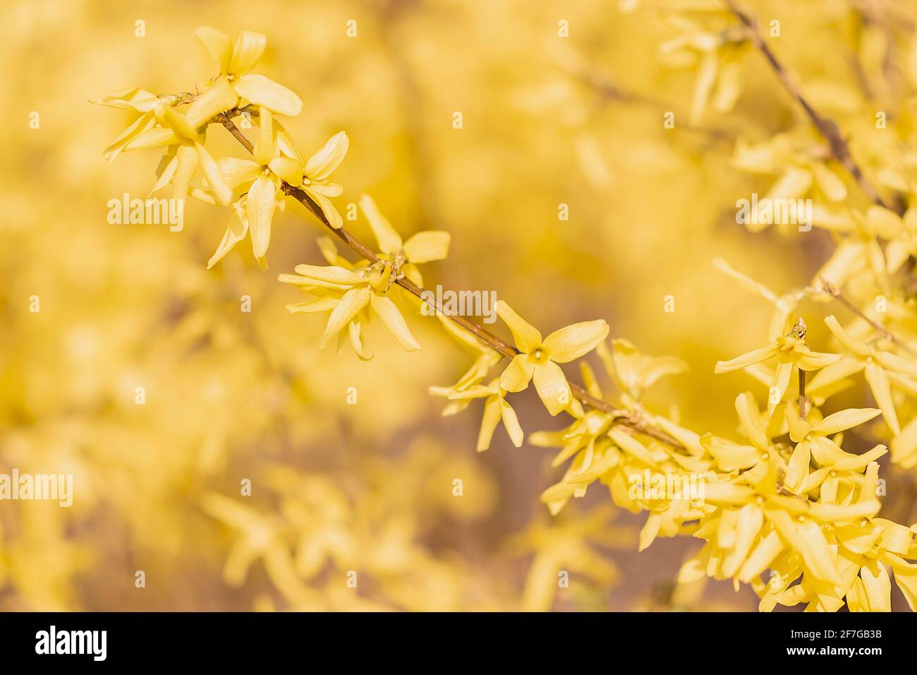 Forsythia intermedia or border forsythia flowers closeup blossoming at spring, beautiful yellow petals at Easter, ornamental deciduous shrub Stock Photo