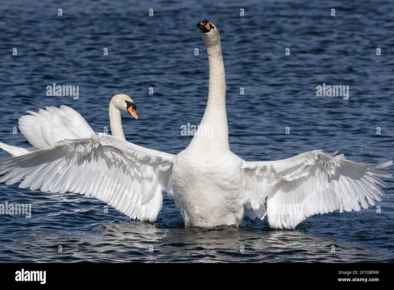 Swan rears up with dramatically flared wings hires stock photography and images Alamy
