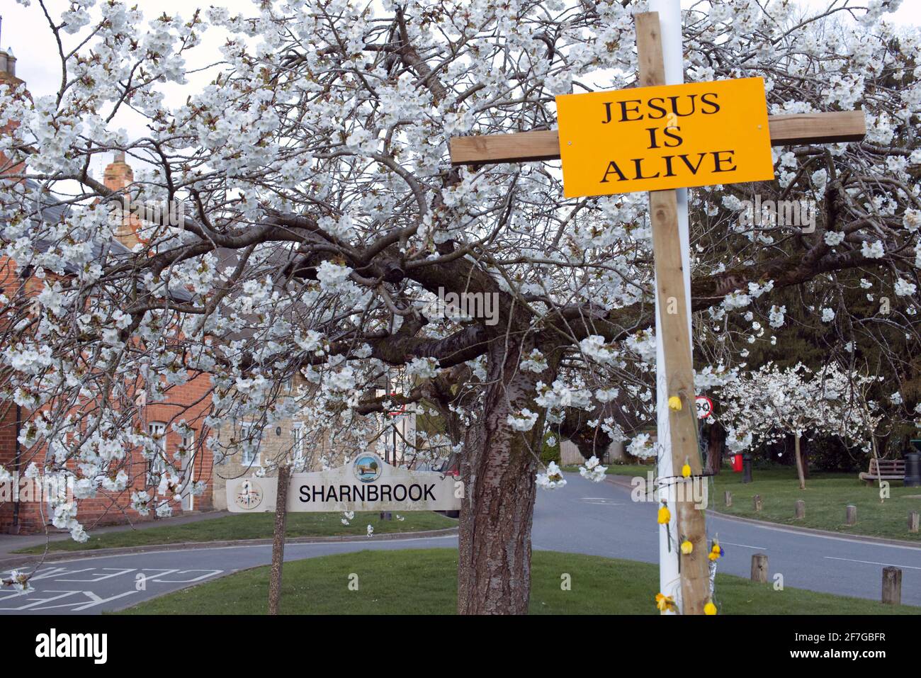 Sharnbrook, Bedfordshire, England, UK - Village green in springtime with cherry tree blossom and Jesus is Alive cross placed by evangelical church Stock Photo