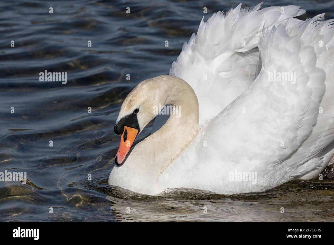 Swan Ruffed White swan facing left hi-res stock photography and images - Alamy