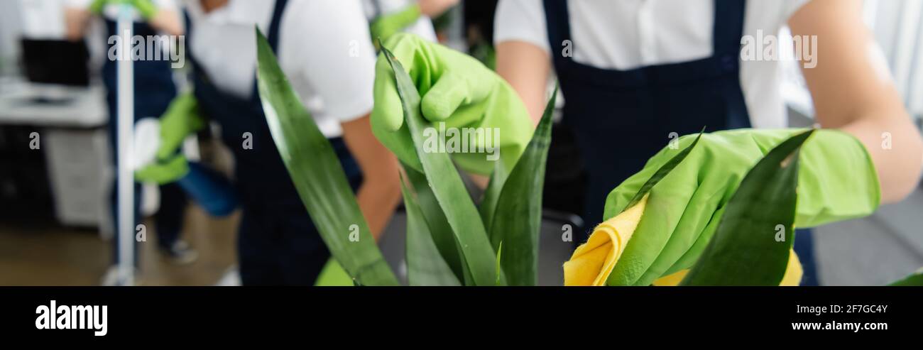 Cropped view of cleaner cleaning leaves of plant with rag in office, banner Stock Photo
