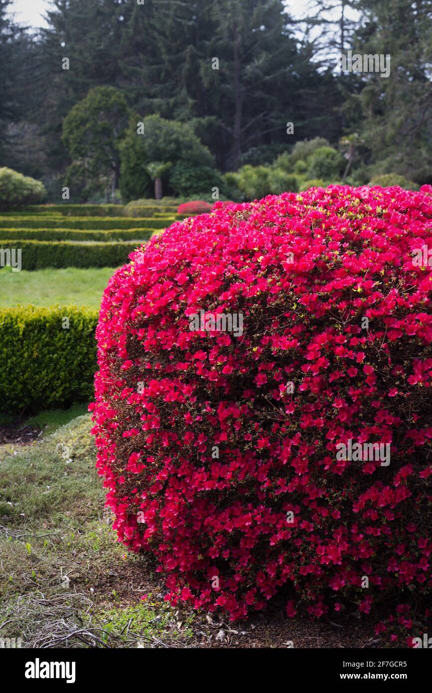 Rhododendron 'Hino Crimson' at Shore Acres State Park in Coos Bay, Oregon. Stock Photo