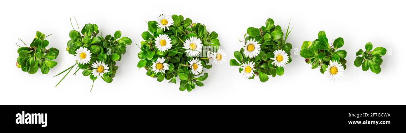Daisy flower creative banner. White bellis perennis flowers with leaves isolated on white background. Floral collection and composition, design elemen Stock Photo