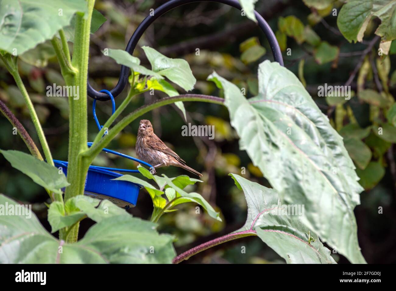 A small brown house finch holds a seed in its mouth as it is perched on a feeder amongst a large plant leaves with bokeh effect. Stock Photo