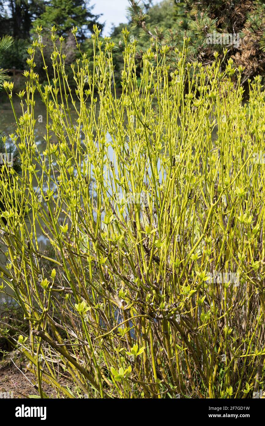 Cornus sericea 'Flaviramea' - golden twig dogwood. Stock Photo
