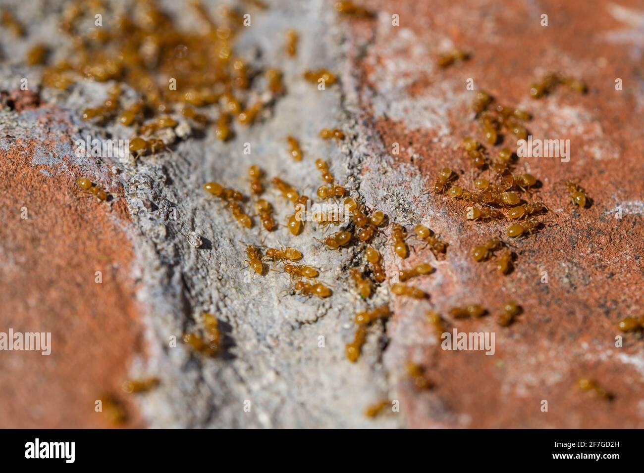 Citronella ants hires stock photography and images Alamy
