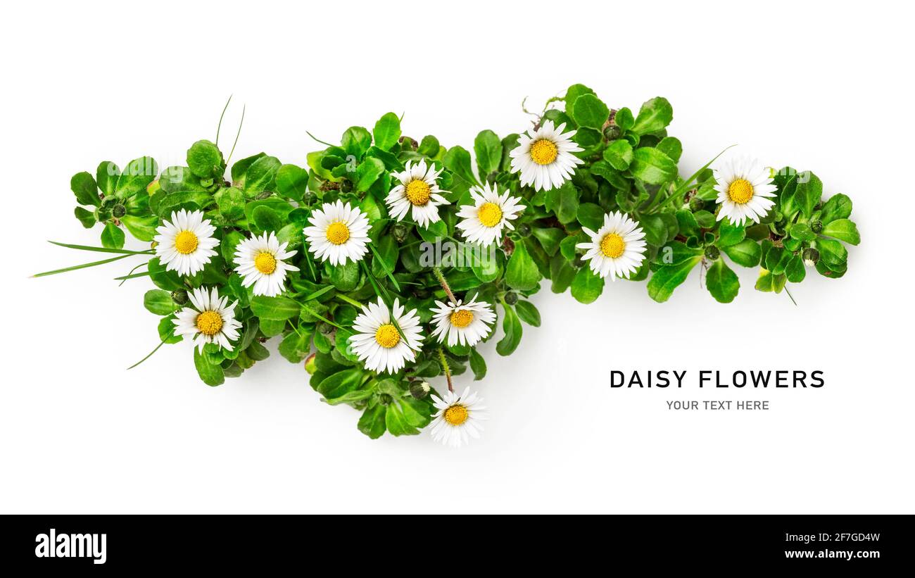 Daisy flower creative banner. White bellis perennis flowers with leaves isolated on white background. Floral layout and composition, design element. S Stock Photo