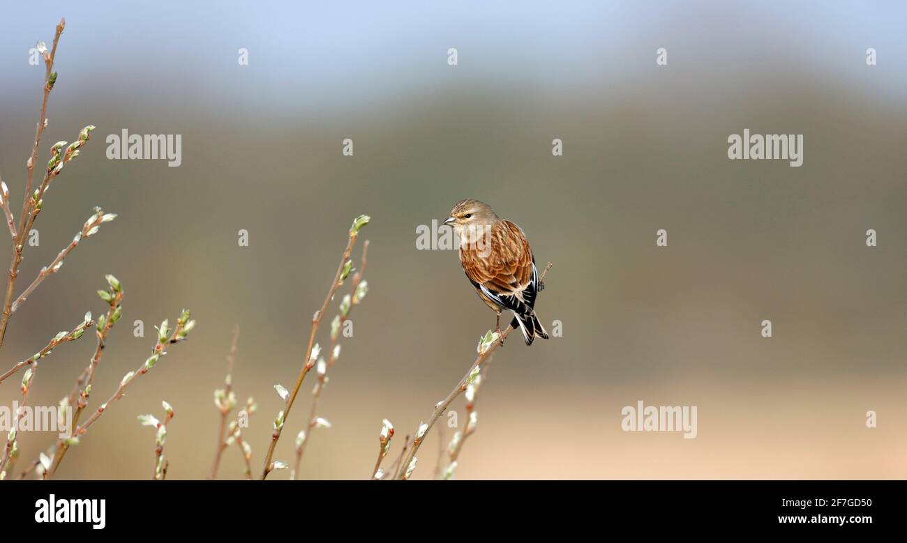 Linnet perched in a tree on the lakeside Stock Photo