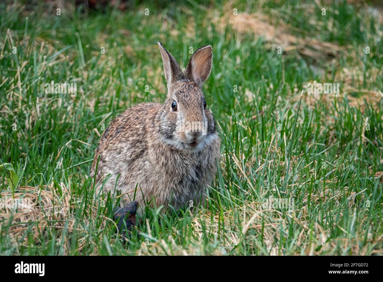 Eastern Cottontail Rabbit in Springtime Stock Photo