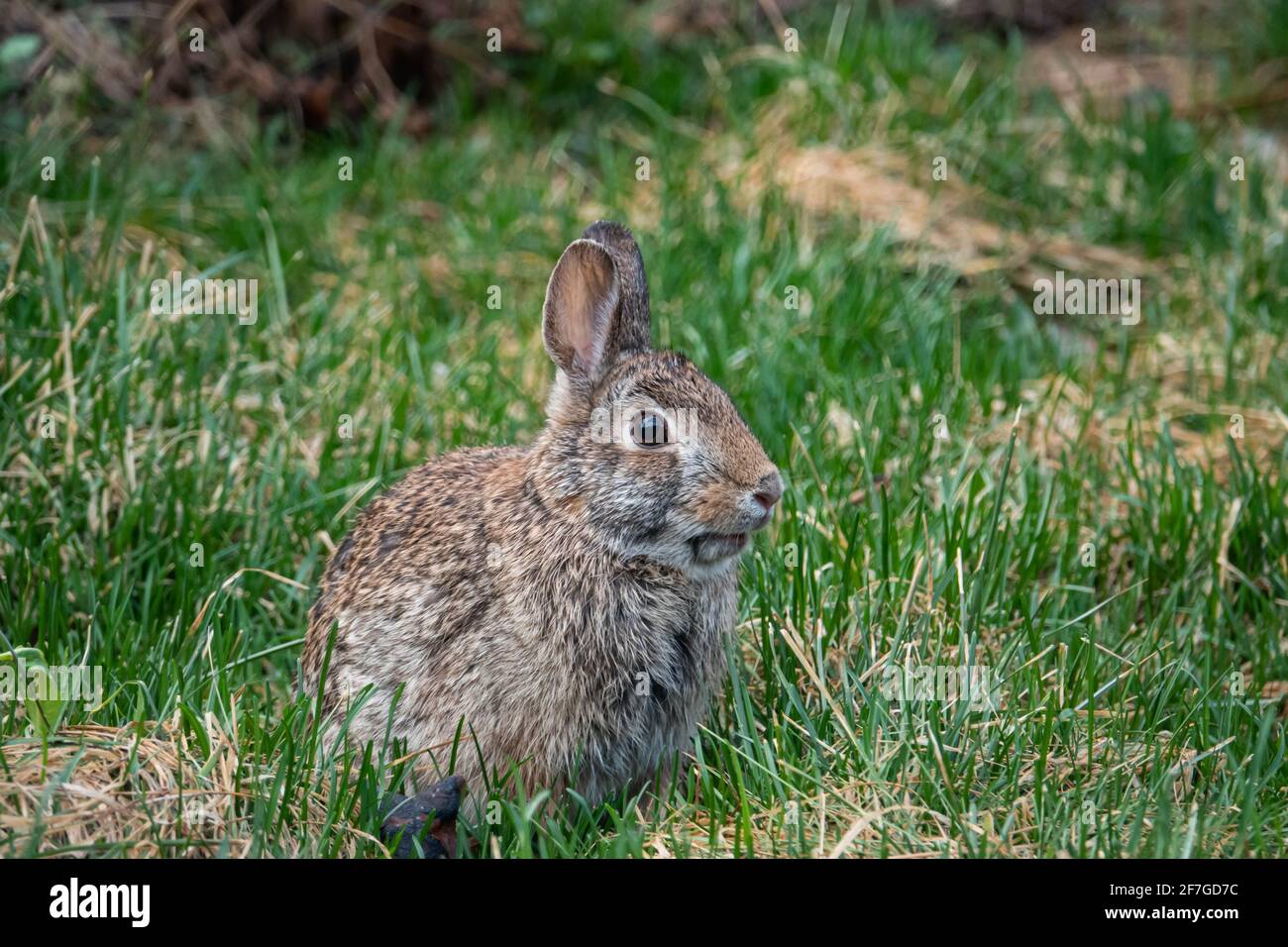 Eastern Cottontail Rabbit in Springtime Stock Photo