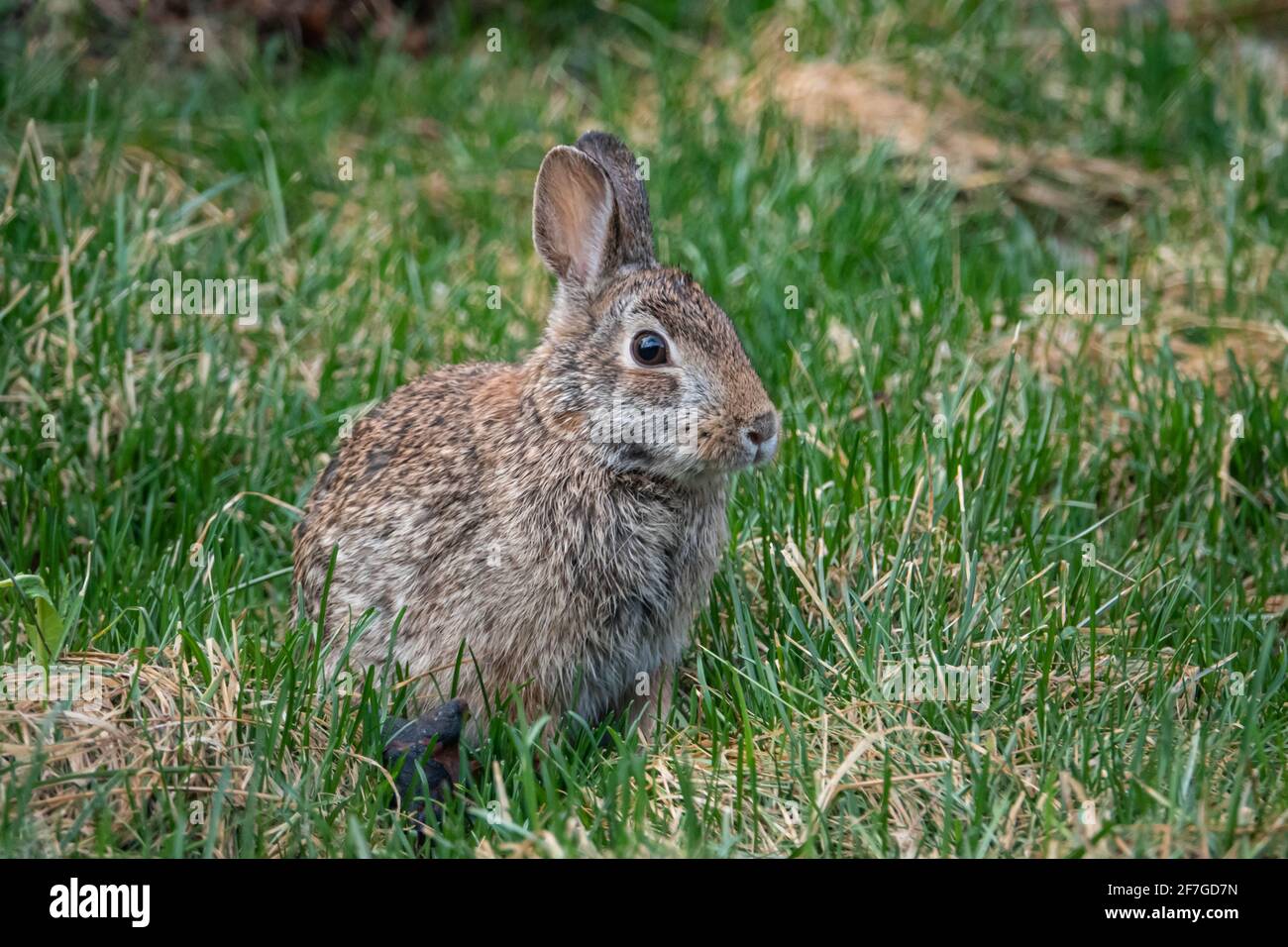 Eastern Cottontail Rabbit in Springtime Stock Photo