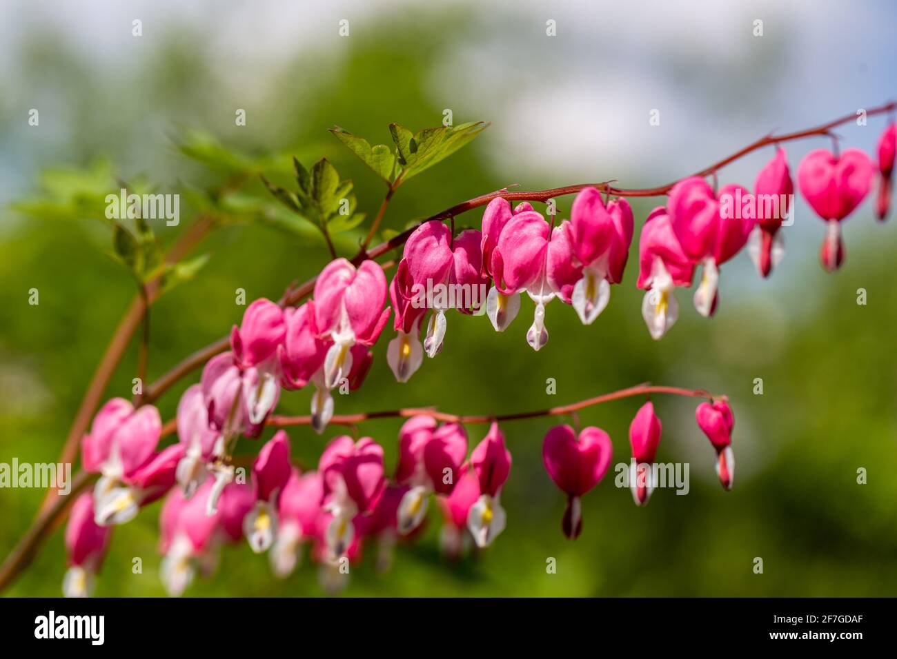 Close-up flowers of a bleeding heart Dicentra Spectabils Stock Photo