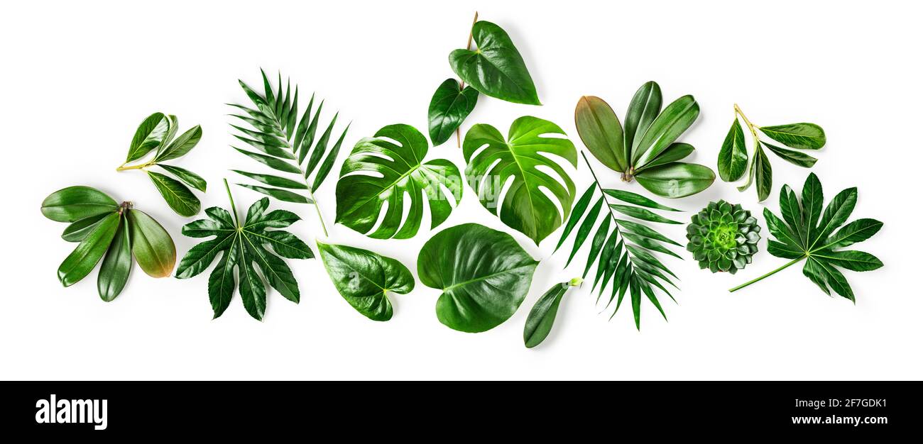 Tropical jungle monstera, orchid, palm, aralia and flamingo green leaves creative composition and collection isolated on white background. Floral desi Stock Photo