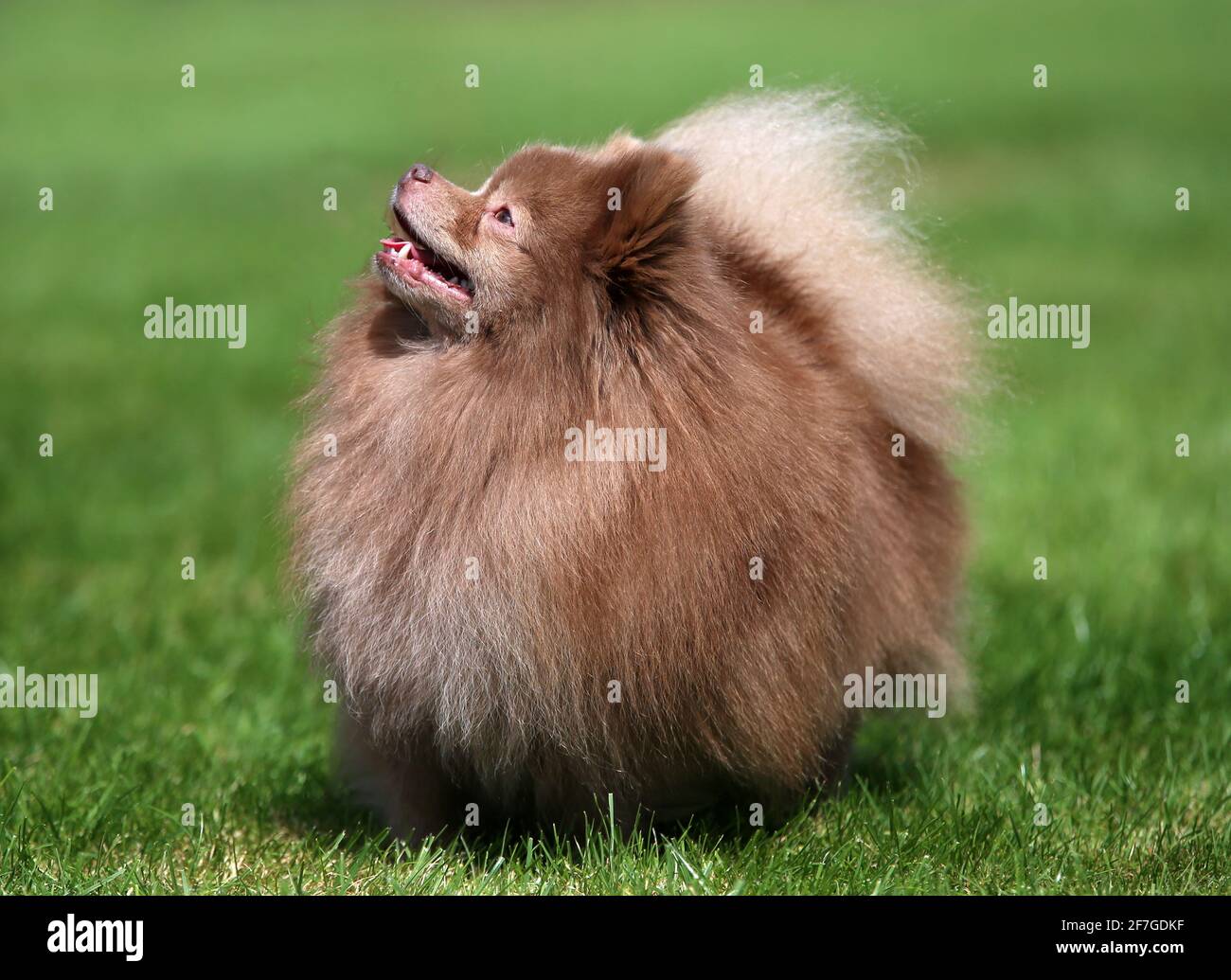 German Spitz klein Stock Photo - Alamy