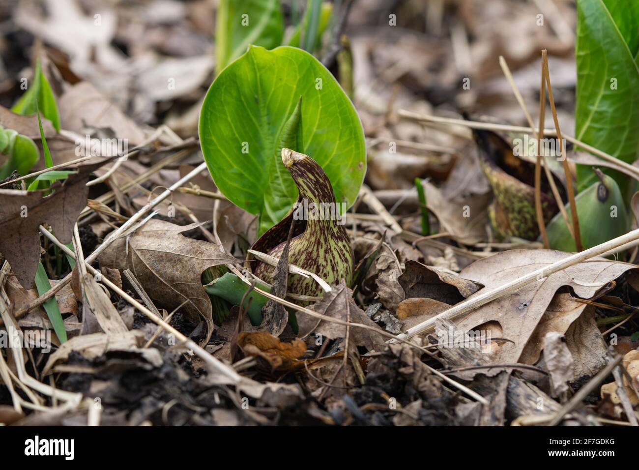 Eastern Skunk Cabbage Emerging in Springtime Stock Photo