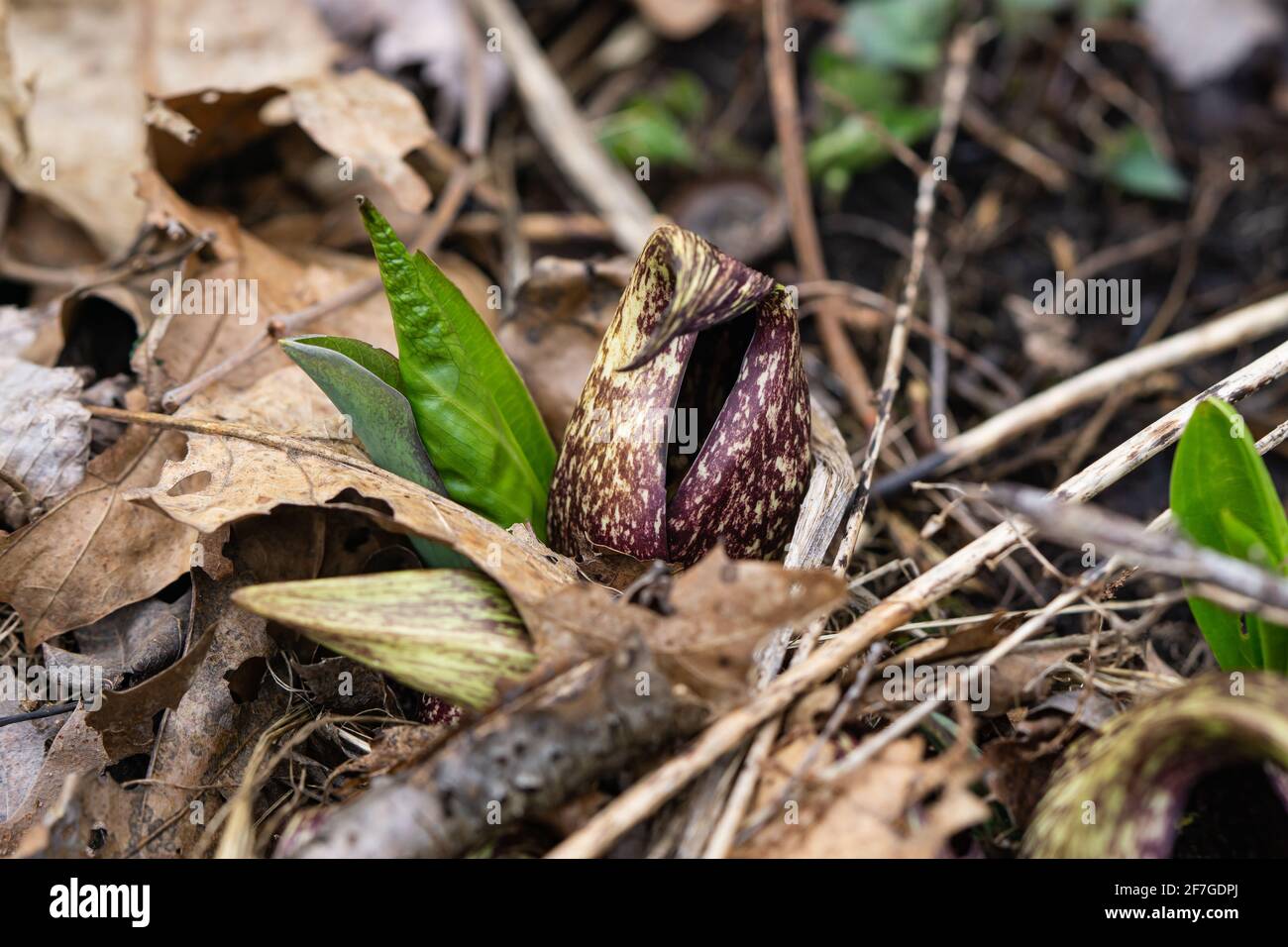 Eastern Skunk Cabbage Emerging in Springtime Stock Photo