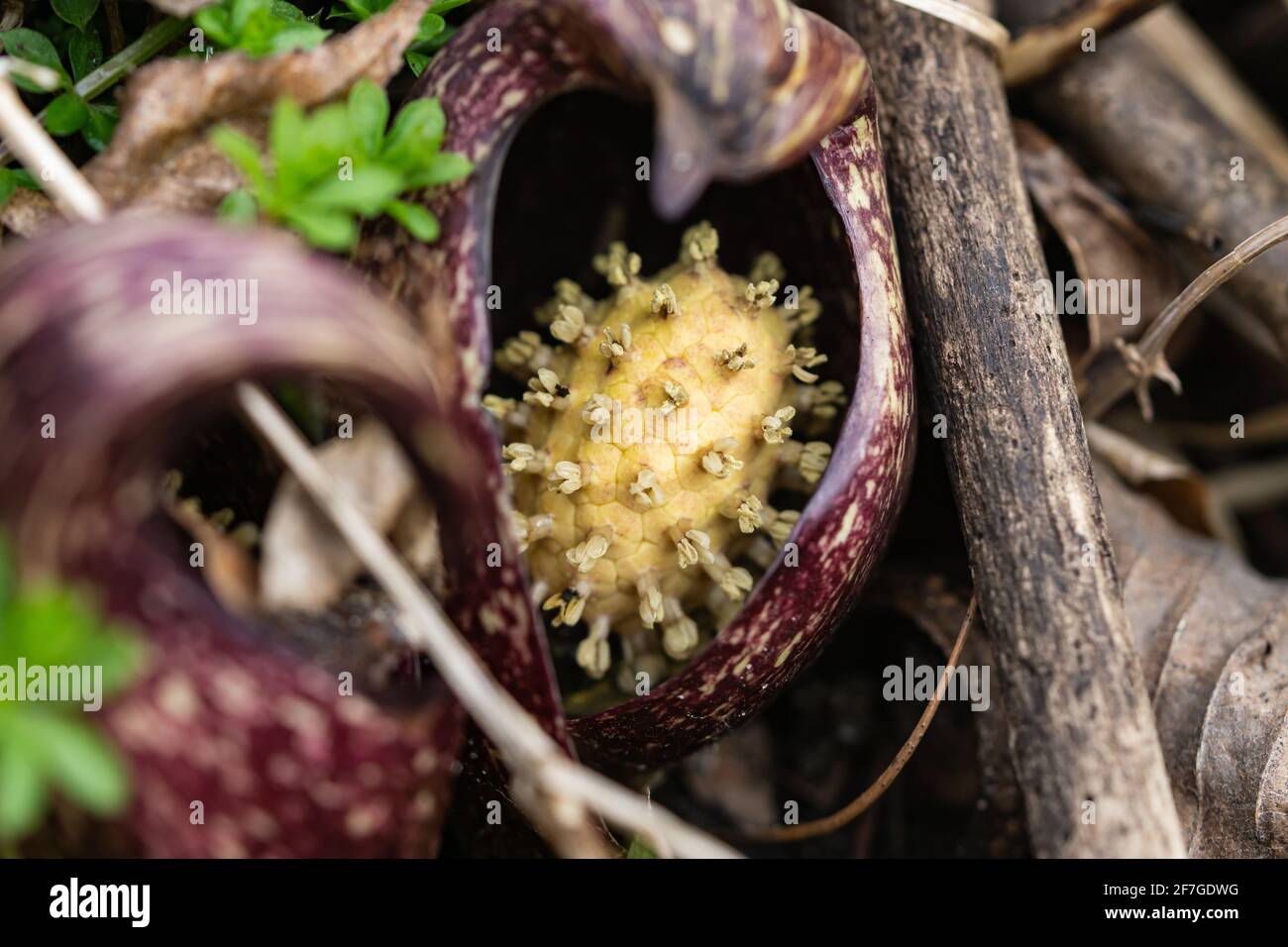 Eastern Skunk Cabbage Inflorescence in Springtime Stock Photo