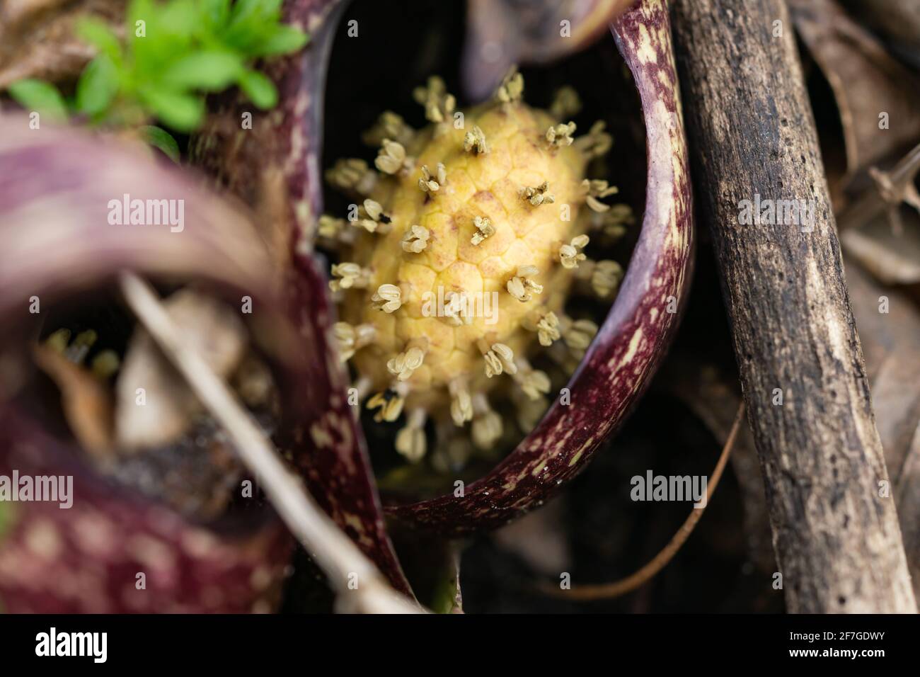 Eastern Skunk Cabbage Inflorescence in Springtime Stock Photo