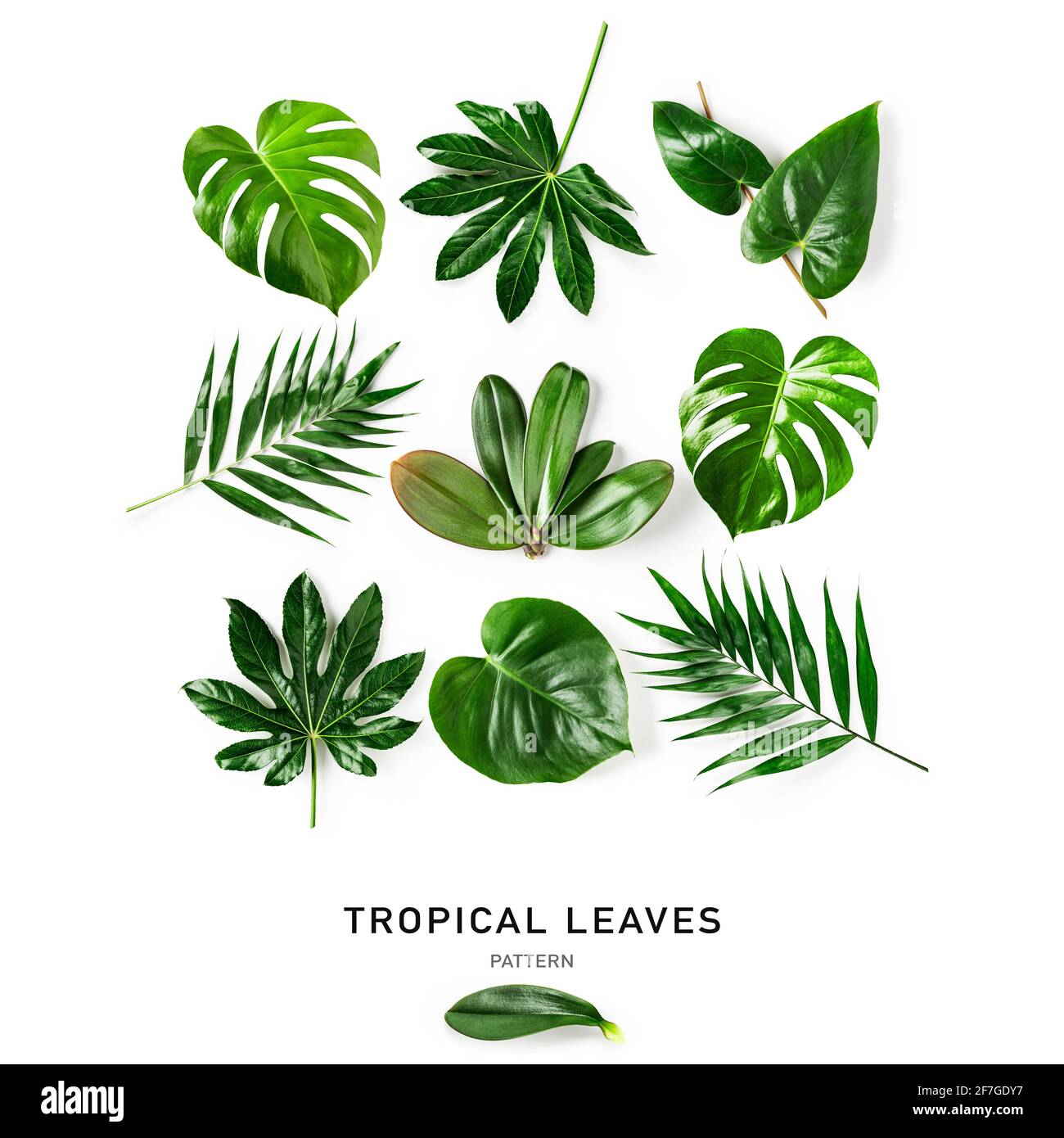 E tropical Cut Out Stock Images Pictures Alamy