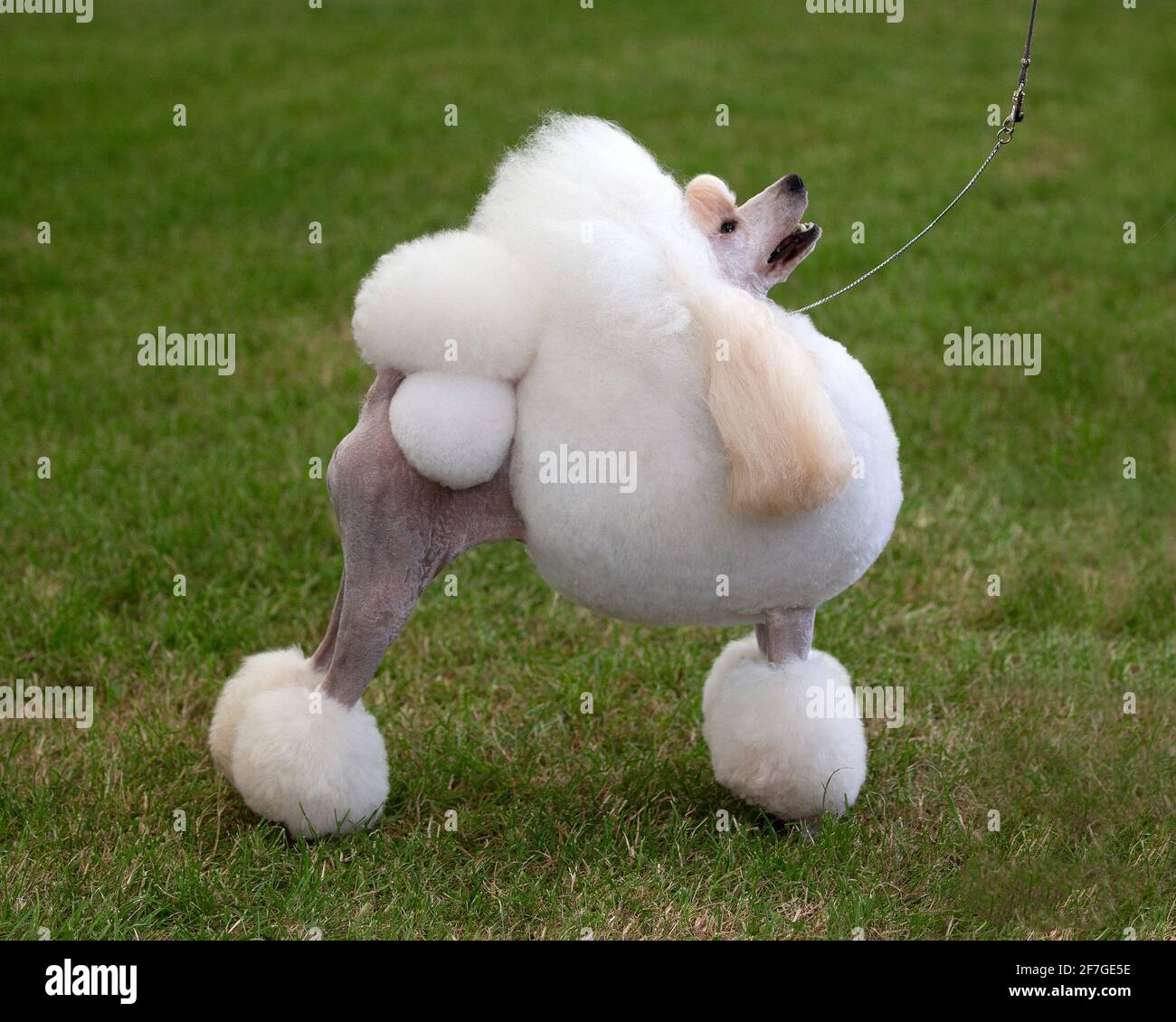 Miniature Poodle with show coat Stock Photo Alamy