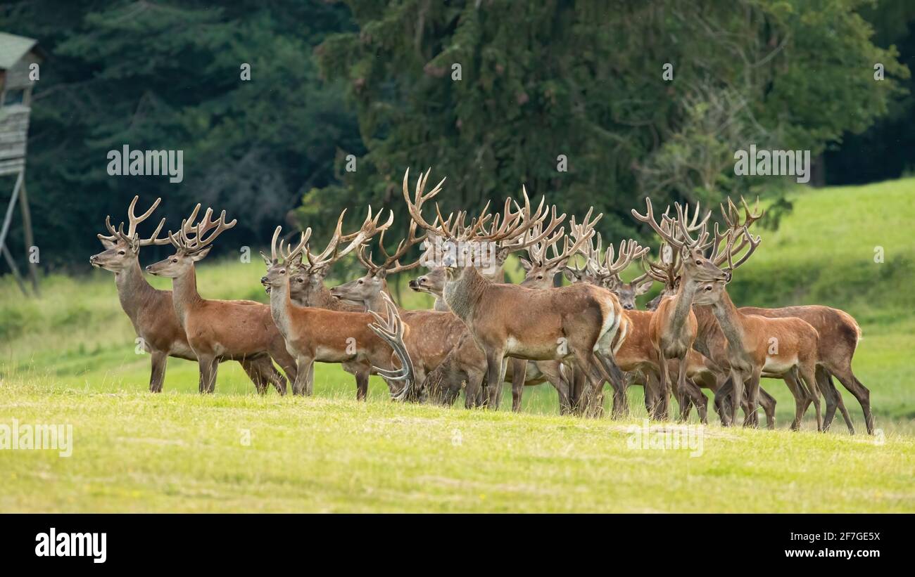 Group of red deer standing on field in summer nature Stock Photo