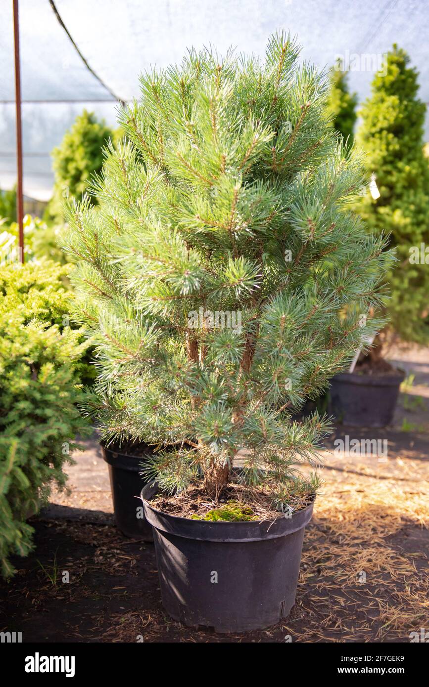 Coniferous plant Nursery. Young pine trees grow in pots. Varietal trees
