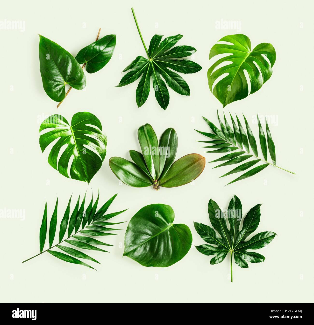 Tropical jungle monstera, orchid, palm, aralia and flamingo green leaves creative pattern and composition on green background. Floral design element. Stock Photo