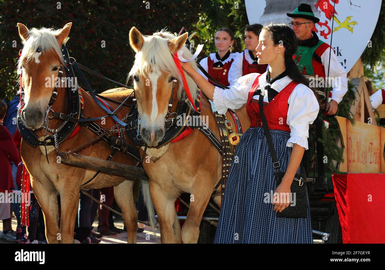 Trachtenfest, Weinfest, Schöne Frau mit Dirndl und Tracht und Pferde beim Trachtenumzug in den Dolomiten in Südtirol in Italien Stock Photo