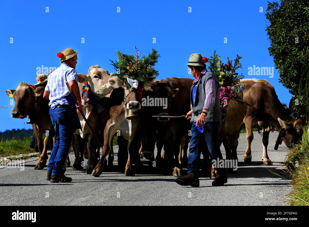 Senner mit Arbeitskleidung bzw Tracht führen Kühe  beim Almabtrieb ins Tal in Südtirol in den Dolomiten in Italien Stock Photo