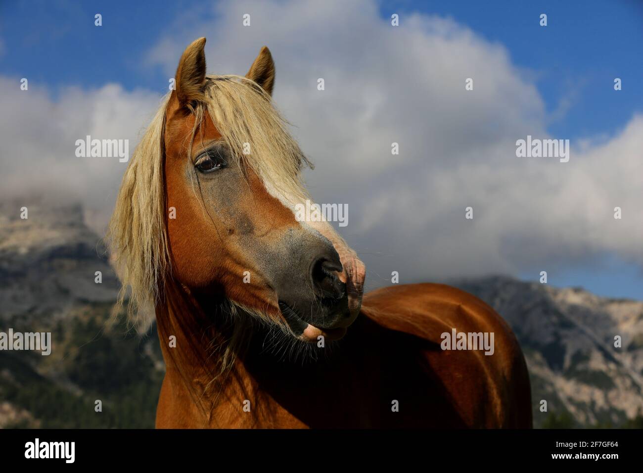 Haflinger Pferd genießt die Freiheit auf der Koppel einer Hochalm vor dem Panorama der südtrioler Dolomiten in Italien Stock Photo