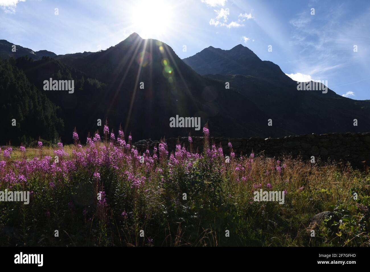 schmalblättriges Weidenröschen, Weidenröschen, Nachtkerzengewächs, Blüte, Blüten, Blütenmeer, Chamaenerion angustifolium, Heilkraut, Küchenkraut, Heil Stock Photo