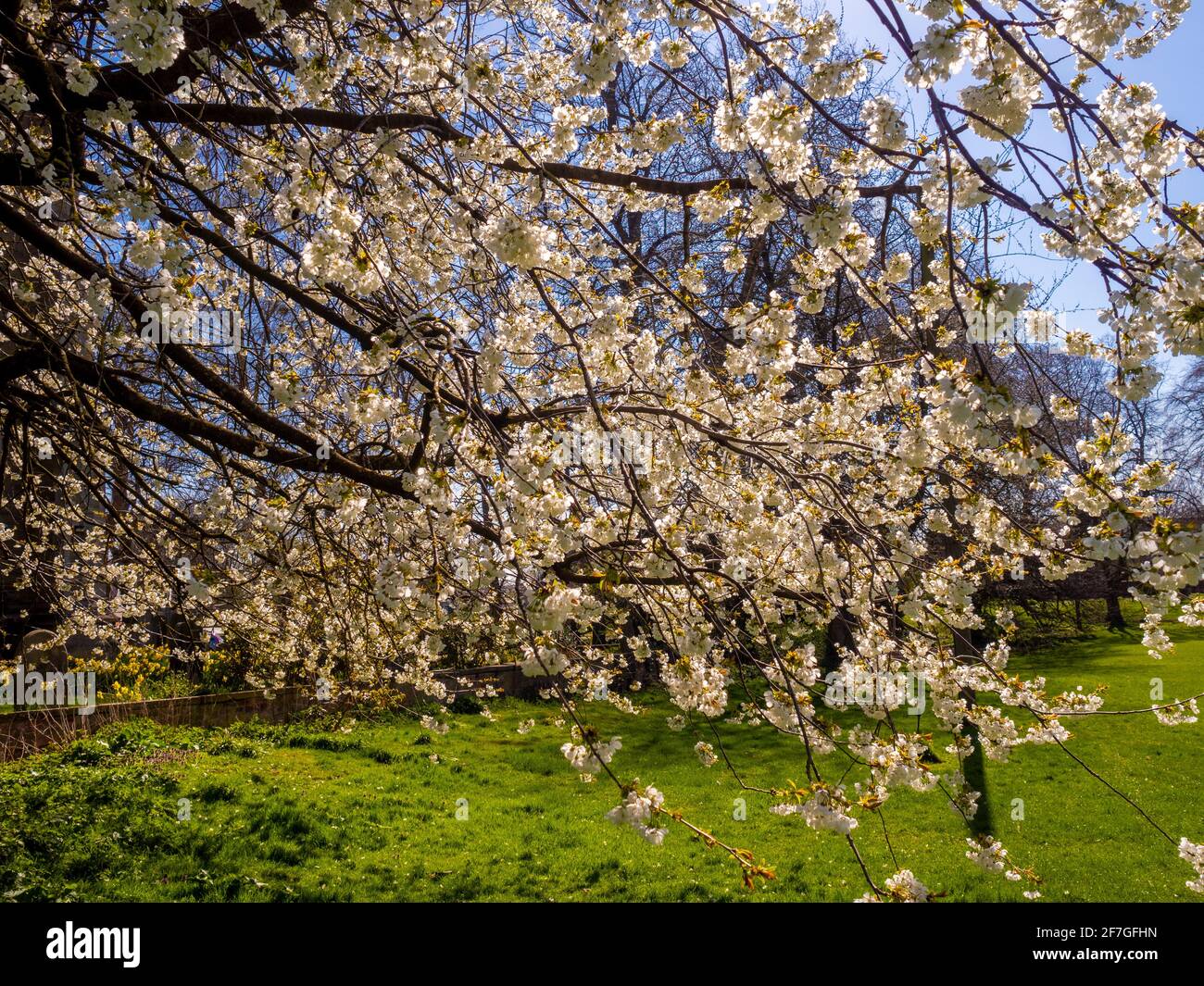 Spring blossom on tree Stock Photo