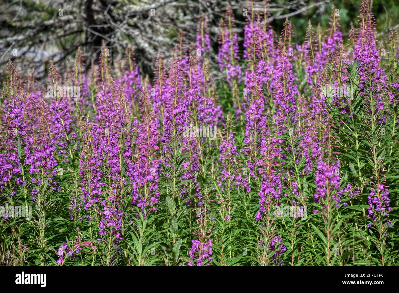 schmalblättriges Weidenröschen, Weidenröschen, Nachtkerzengewächs, Blüte, Blüten, Blütenmeer, Chamaenerion angustifolium, Heilkraut, Küchenkraut, Heil Stock Photo