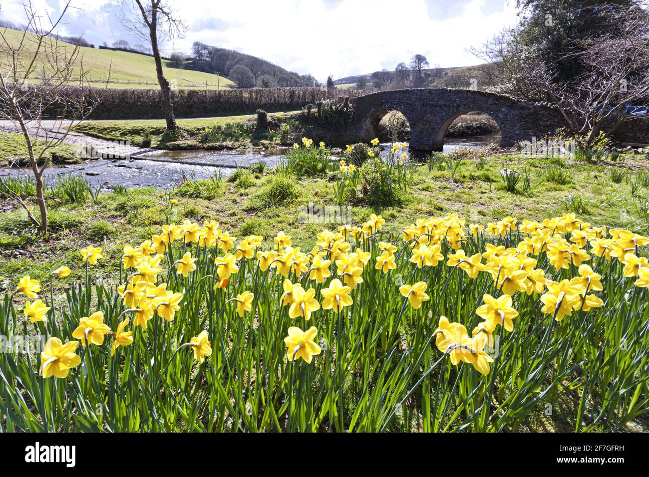 Springtime on Exmoor National Park - Daffodils beside the packhorse bridge over Badgworthy Water in the village of Malmsmead, Devon, UK Stock Photo