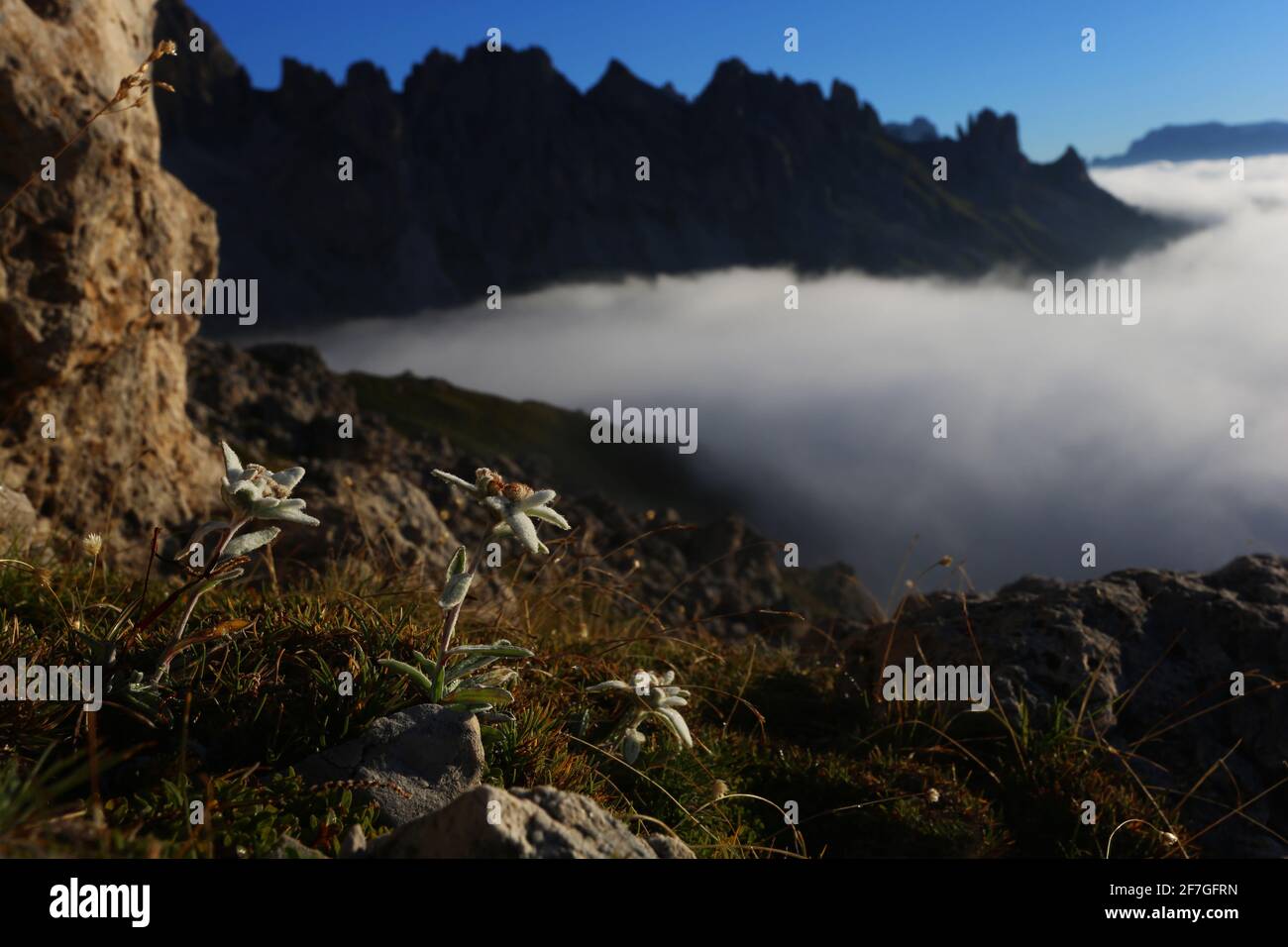 Dolomiten, Dolomiti, Südtirol, Italien, Nebel über einer Wiese mit Edelweiss am Wegesrand in den Dolomiten in Südtirol in Italien Stock Photo