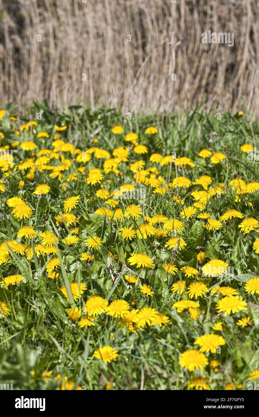 Dandelions (Taraxacum officinale) growing on North Meadow SSSI nature reserve beside the infant River Thames at Cricklade, Wiltshire UK Stock Photo