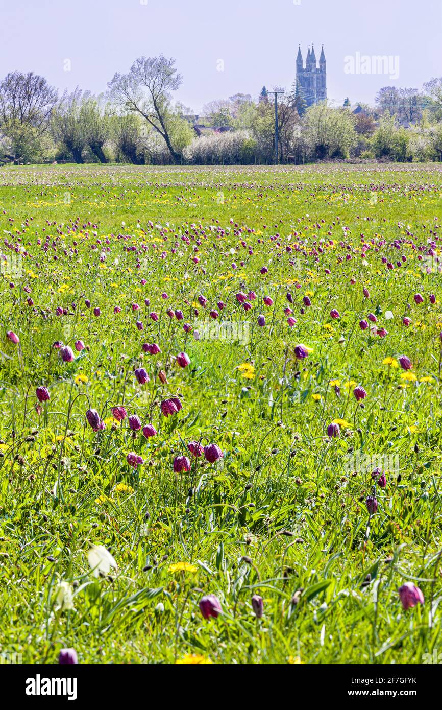 Snakes Head Fritillaries (Fritillaria meleagris) on North Meadow SSSI  nature reserve beside the infant River Thames at Cricklade, Wiltshire UK. Stock Photo